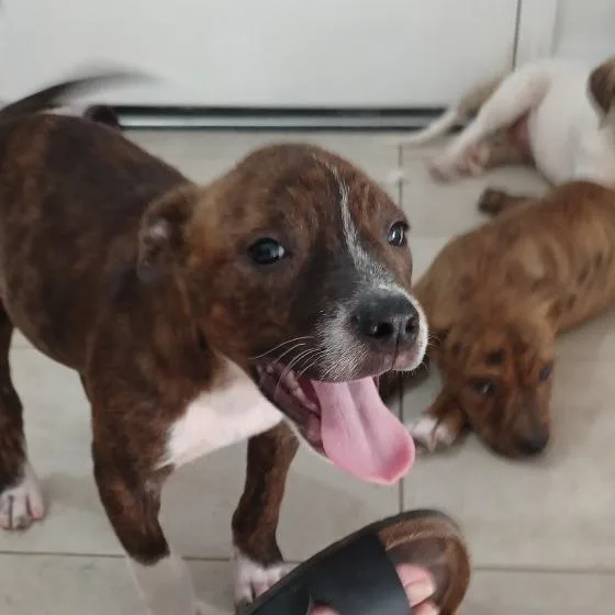 An adult medium-sized male Mountain Cur dog named Luigi for adoption in Jersey City, NJ