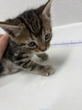 A baby small-sized male Domestic Short Hair cat named Pastrami for adoption in West Chester, PA