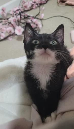 A baby small-sized male Domestic Short Hair cat named A for adoption in Charlotte, NC