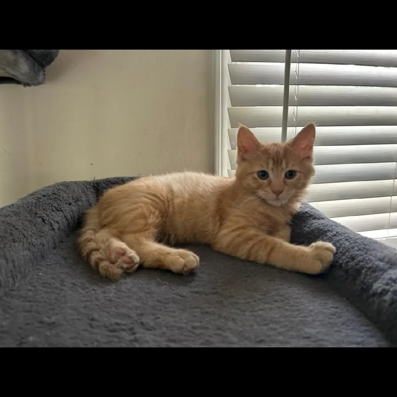 A baby medium-sized male Orange / Red Domestic Short Hair cat named Kevo for adoption in Mokena, IL