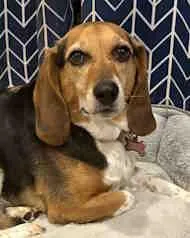 A young small-sized female Tricolor (Brown, Black, & White) Beagle dog named Remi for adoption in Atco, NJ