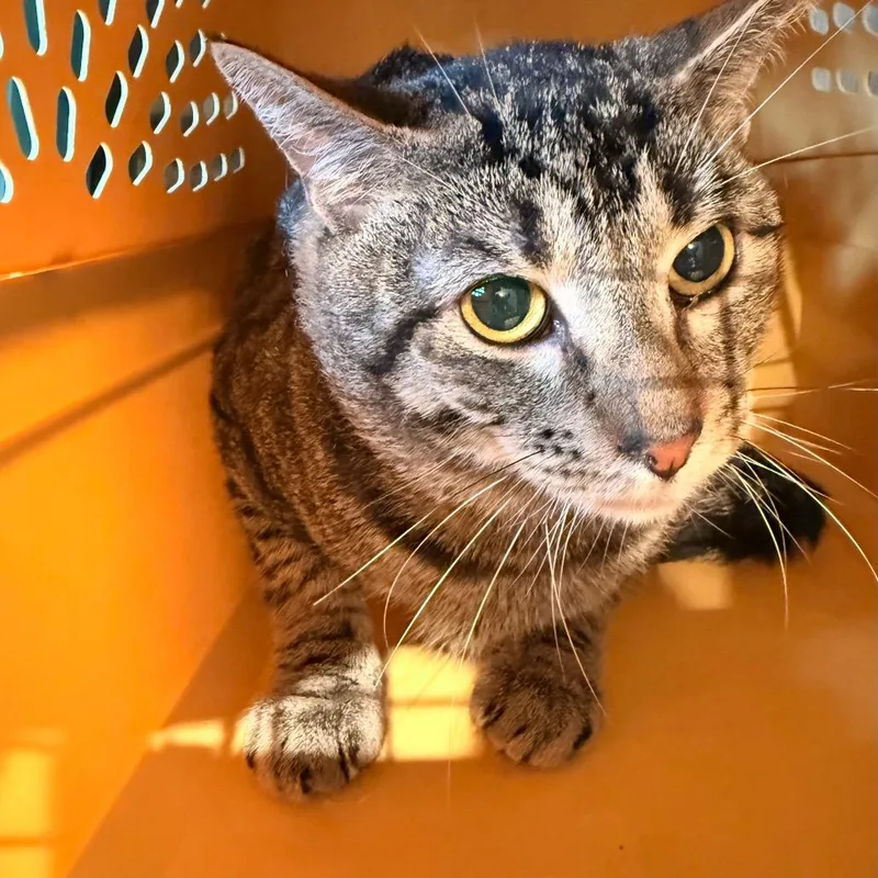 An adult medium-sized male Brown / Chocolate Domestic Short Hair cat named Daryl for adoption in Allentown, PA