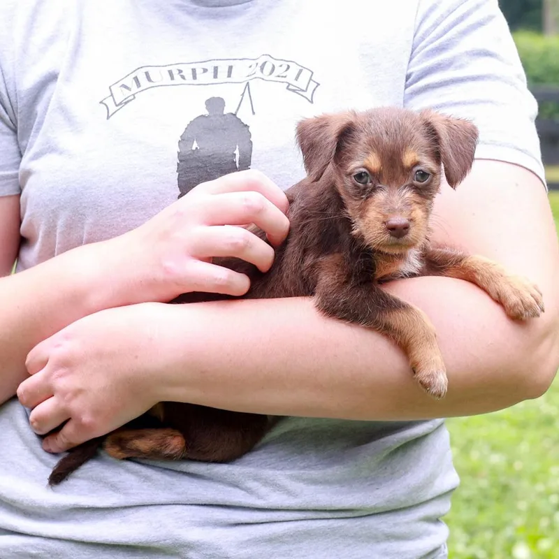 A baby small-sized female Brown / Chocolate Border Terrier dog named RoseAvail for adoption in West Grove, PA