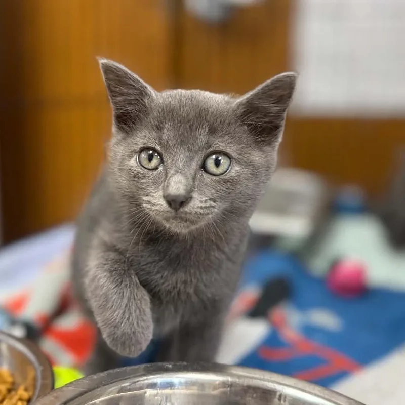 A baby small-sized female Domestic Short Hair cat named Shrimp for adoption in Caryville, TN