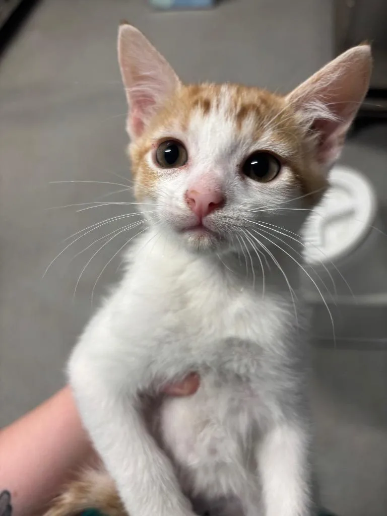 A baby small-sized male Domestic Short Hair cat named Cash for adoption in Bloomington, IN