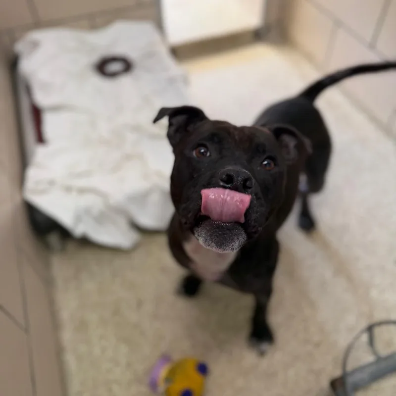 An adult medium-sized female Black Staffordshire Bull Terrier dog named Auria for adoption in Perkiomenville, PA