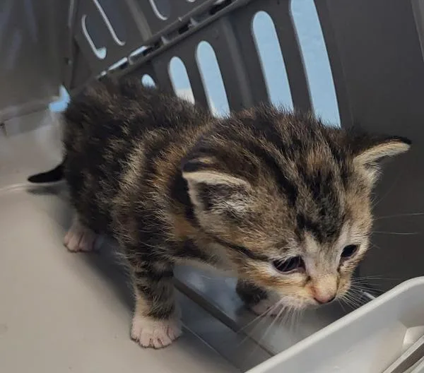 A baby small-sized male Domestic Short Hair cat named Pen for adoption in Lawrenceville, GA
