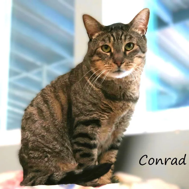 A senior small-sized male Brown / Chocolate Domestic Short Hair cat named Conrad for adoption in Yucaipa, CA