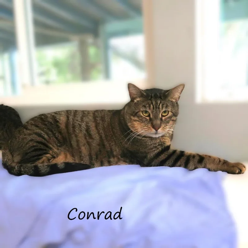 Conrad thumbnail 2