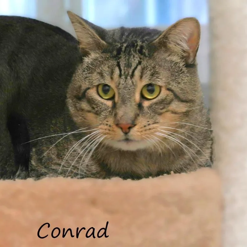 Conrad thumbnail 3