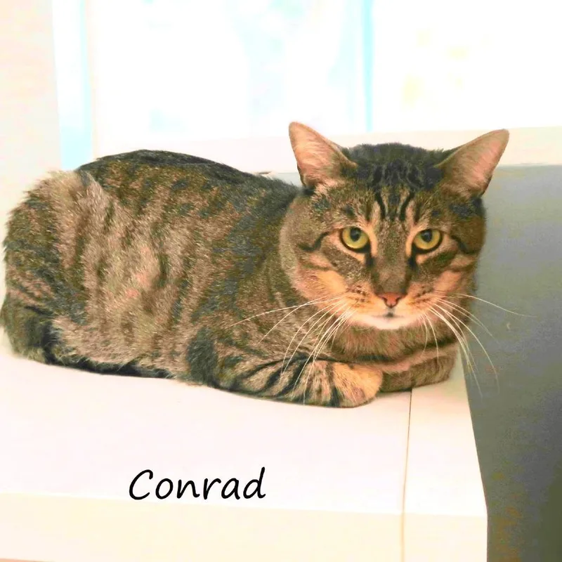Conrad thumbnail 4