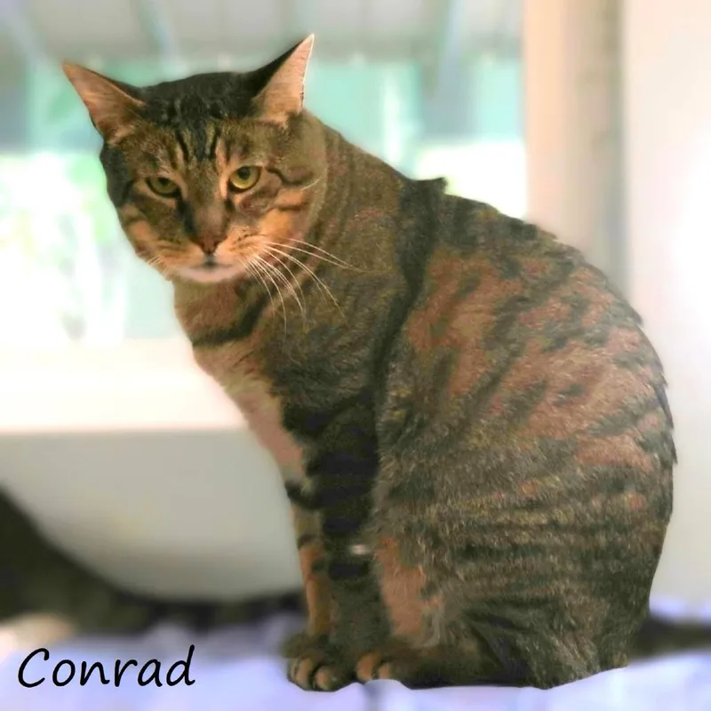 Conrad thumbnail 5