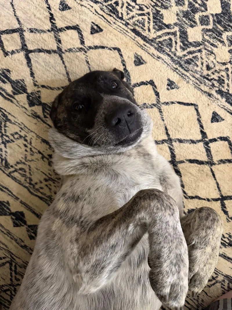 Cottontail thumbnail 2