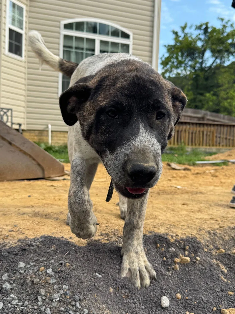 Cottontail thumbnail 3