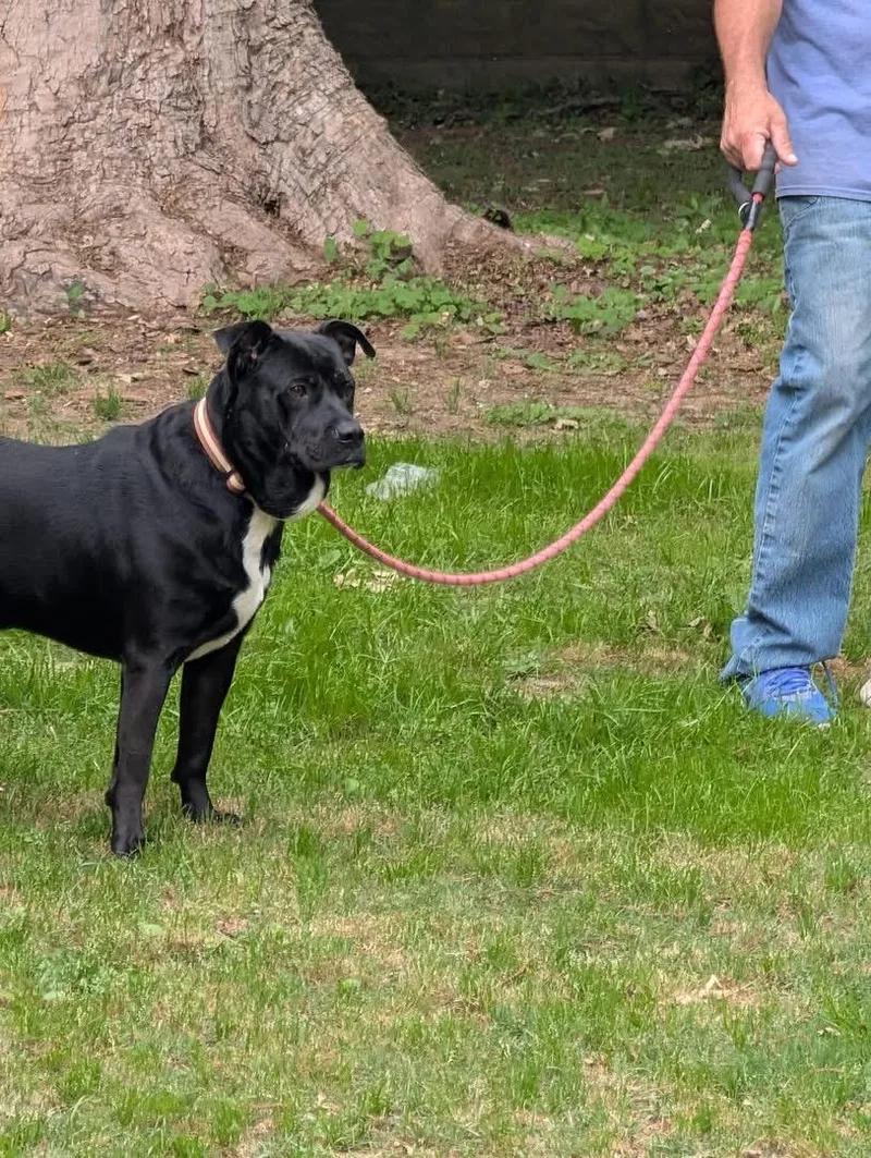 An adult medium-sized male Labrador Retriever dog named Tucker for adoption in Luttrell, TN