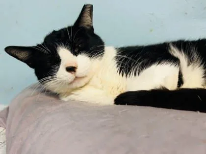 A senior medium-sized male Domestic Short Hair cat named Socks for adoption in River Ridge, LA