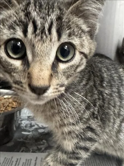 A baby small-sized male Domestic Short Hair cat named Thyme for adoption in Los Angeles, CA