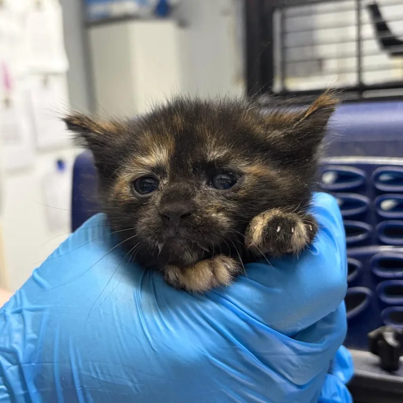 A baby small-sized female Tortoiseshell Domestic Short Hair cat named Cayenne for adoption in Summerville, SC