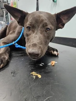 A young medium-sized female Australian Kelpie dog named Astrid for adoption in Sacramento, CA