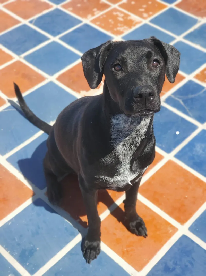 Amelia