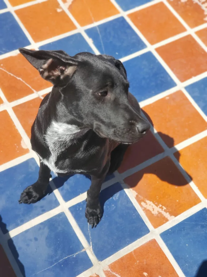 Amelia thumbnail 4