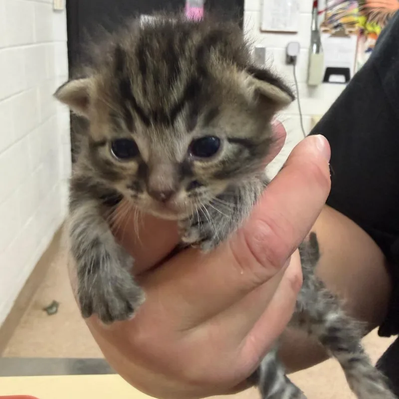 A baby small-sized male Black Domestic Short Hair cat named Jalapeno for adoption in Ardmore, OK