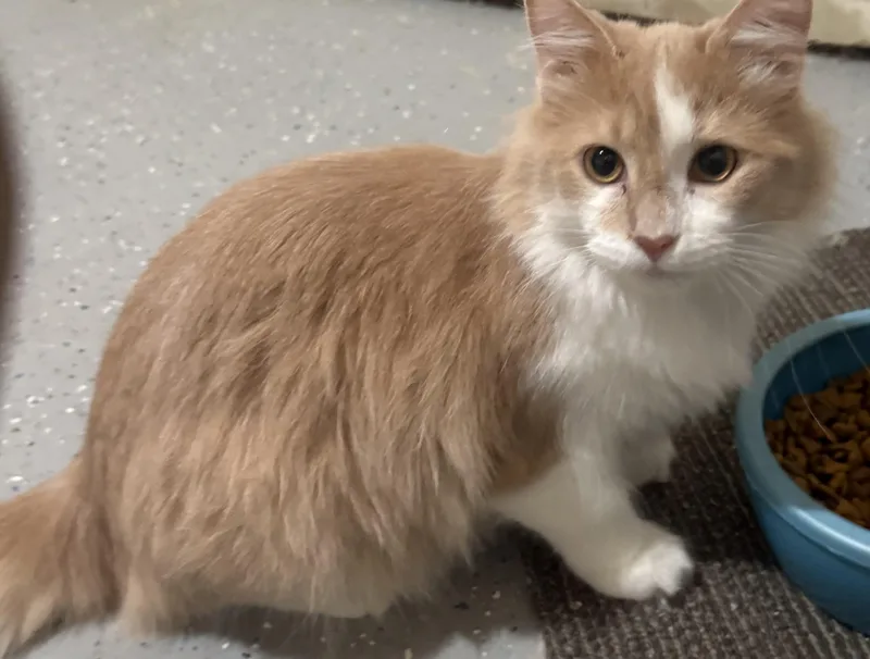 A young medium-sized male Orange & White Domestic Long Hair cat named Quigley & Porter for adoption in Pickerington, OH