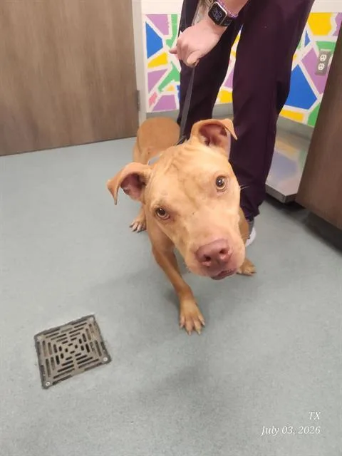A young medium-sized male Pit Bull Terrier dog named Parker for adoption in Baytown, TX