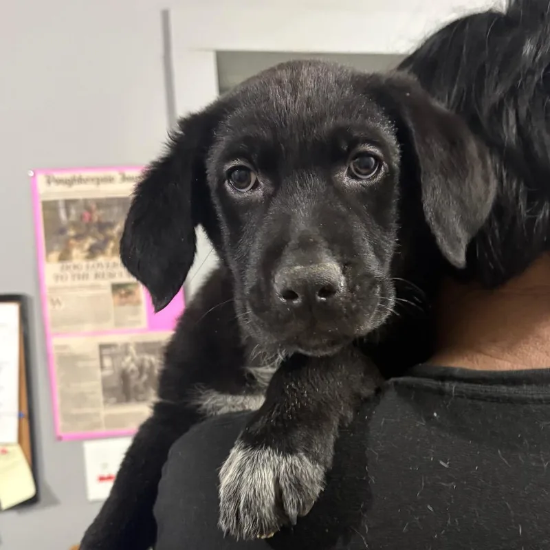 A baby medium-sized female Black Mixed Breed dog named Meryl for adoption in Wappingers Falls, NY