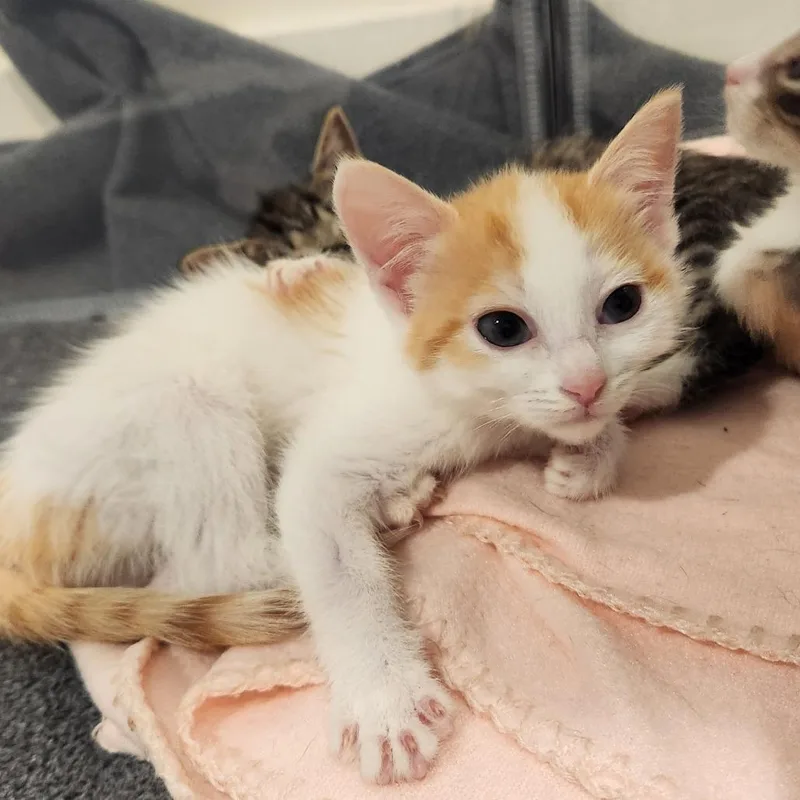 A baby small-sized female White Domestic Short Hair cat named Celine for adoption in Chapel Hill, NC