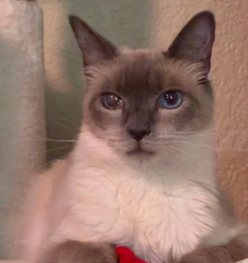 Elsa