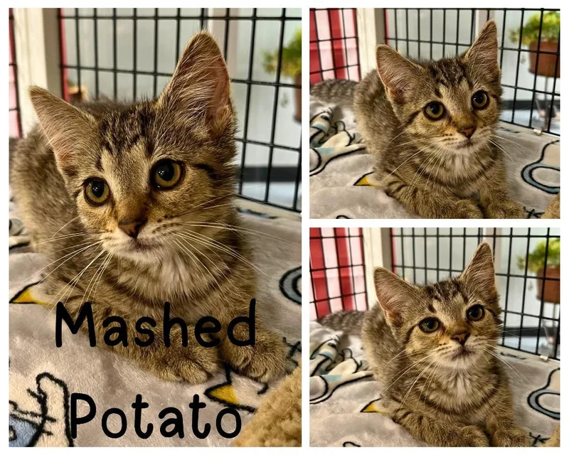 Mashed Potato thumbnail 2