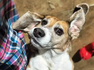 An adult small-sized male Beagle dog named Bastion for adoption in New Boston, NH