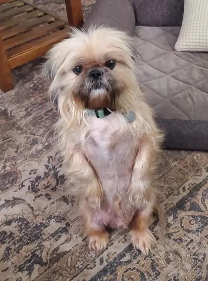 Gizmo thumbnail 3