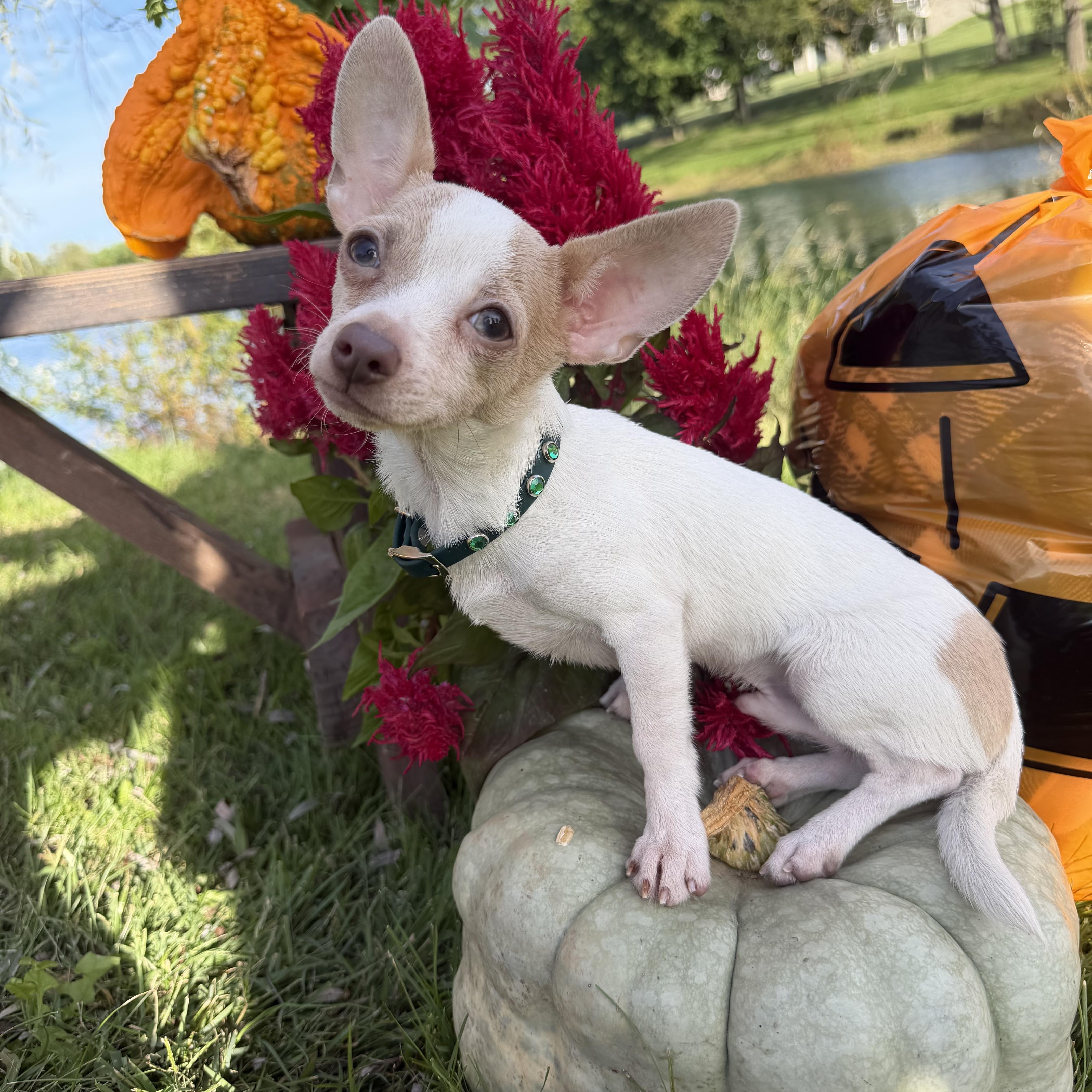 A baby small-sized female Chihuahua dog named Blair for adoption in Grantville, PA
