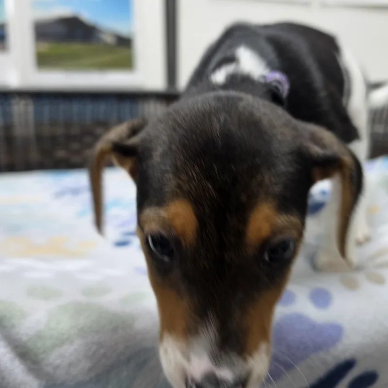 A baby small-sized female Tricolor (Brown, Black, & White) Beagle dog named Barbie for adoption in Neillsville, WI