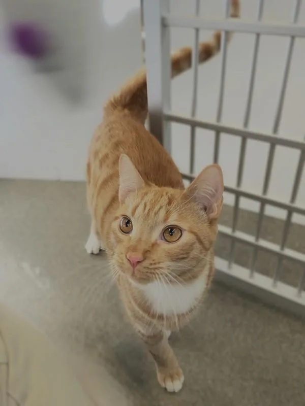 A young medium-sized male Domestic Short Hair cat named Morty for adoption in Roanoke, VA