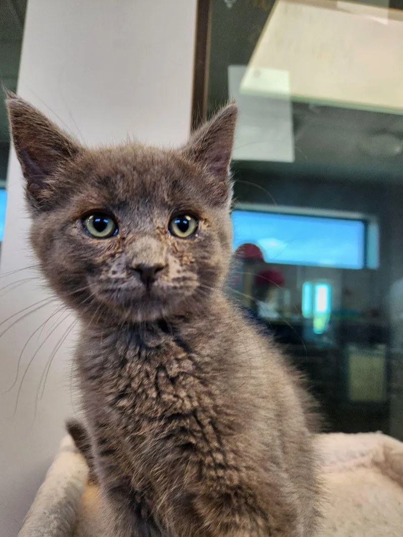 A baby medium-sized male Gray / Blue / Silver Domestic Short Hair cat named Uganda for adoption in Liberty, MO