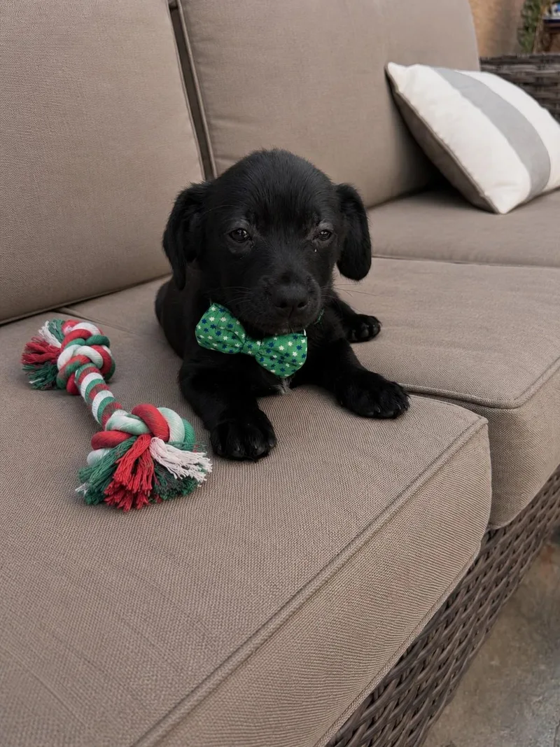 A baby small-sized male Black Chihuahua dog named Tux for adoption in Poway, CA