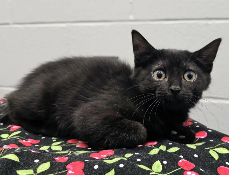 A baby medium-sized female Black Domestic Short Hair cat named Willow for adoption in Amityville, NY