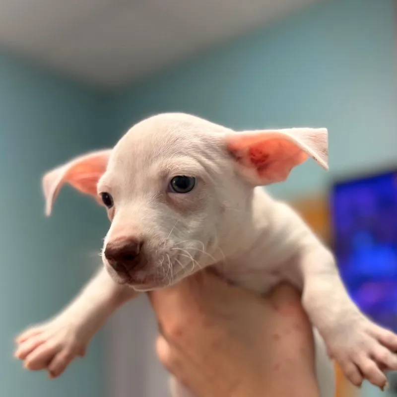 A baby medium-sized male White / Cream Mixed Breed dog named Bugs for adoption in Columbus, GA