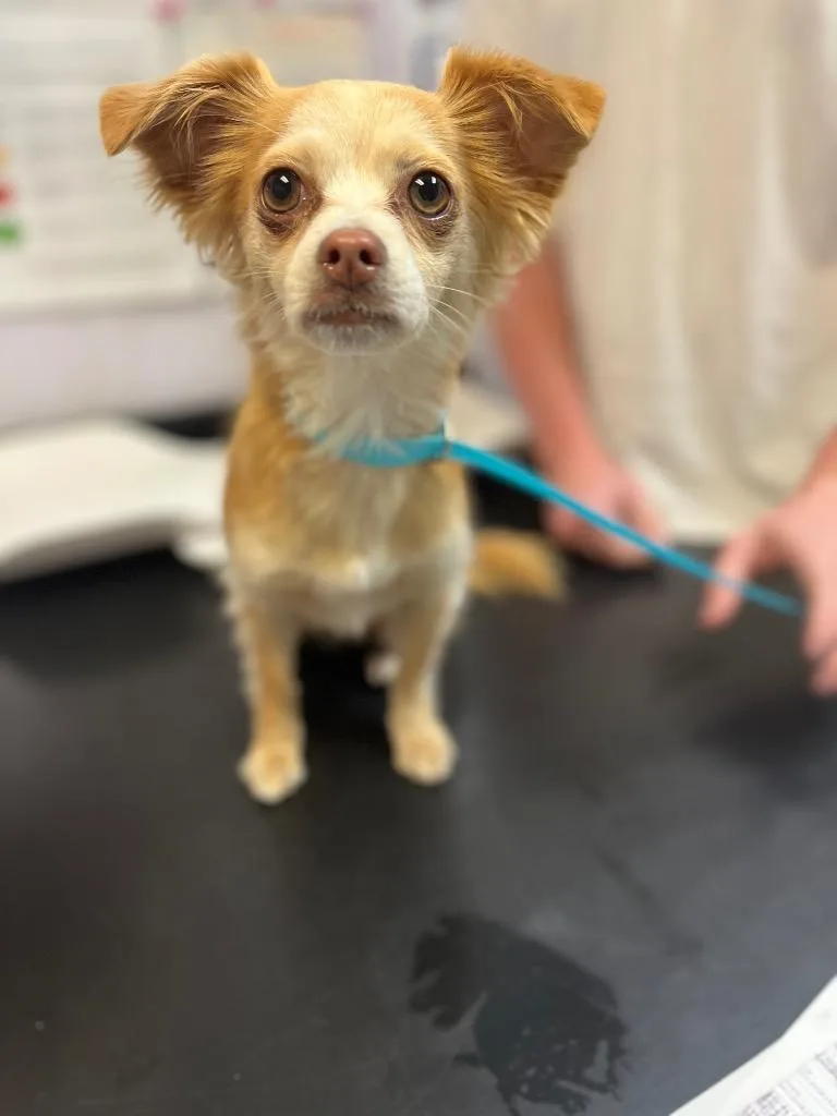A young small-sized female Chihuahua dog named Dove for adoption in New Braunfels, TX