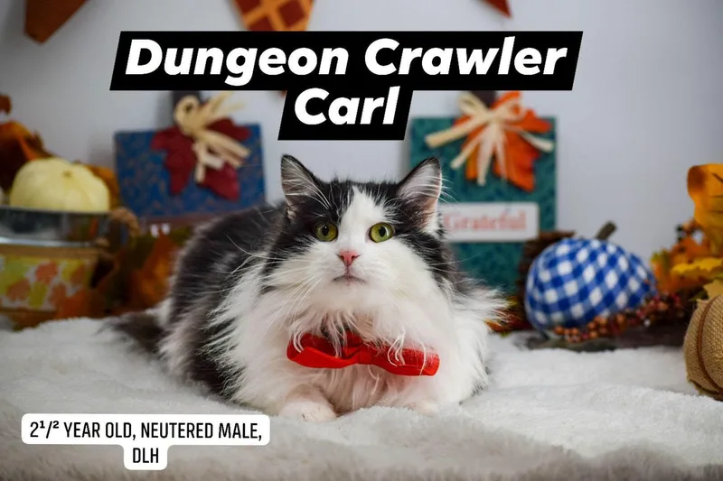 A young medium-sized male Domestic Long Hair cat named Dungeon Crawler Carl for adoption in Sevierville, TN