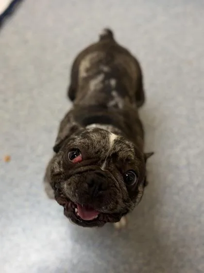 A young small-sized female French Bulldog dog named Shirley Temple for adoption in Westland, MI