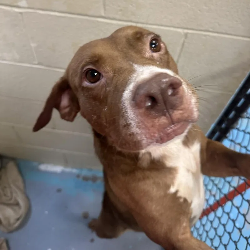 An adult medium-sized male Yellow / Tan / Blond / Fawn Mixed Breed dog named Cotton Candy for adoption in Charleston, WV