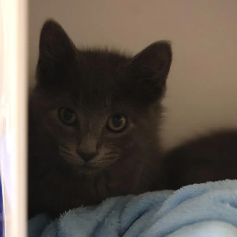 A baby small-sized male Gray / Blue / Silver Domestic Short Hair cat named Velvet for adoption in Briarcliff Manor, NY
