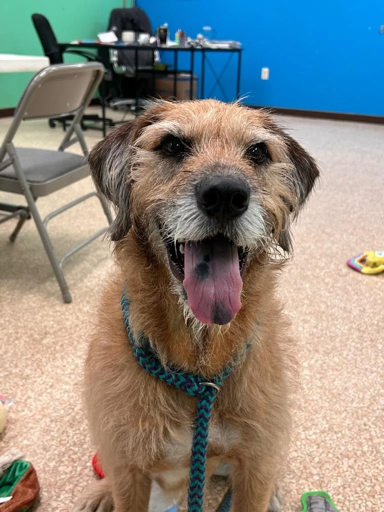 An adult large-sized male Wirehaired Terrier dog named Bentley for adoption in Utica, MI