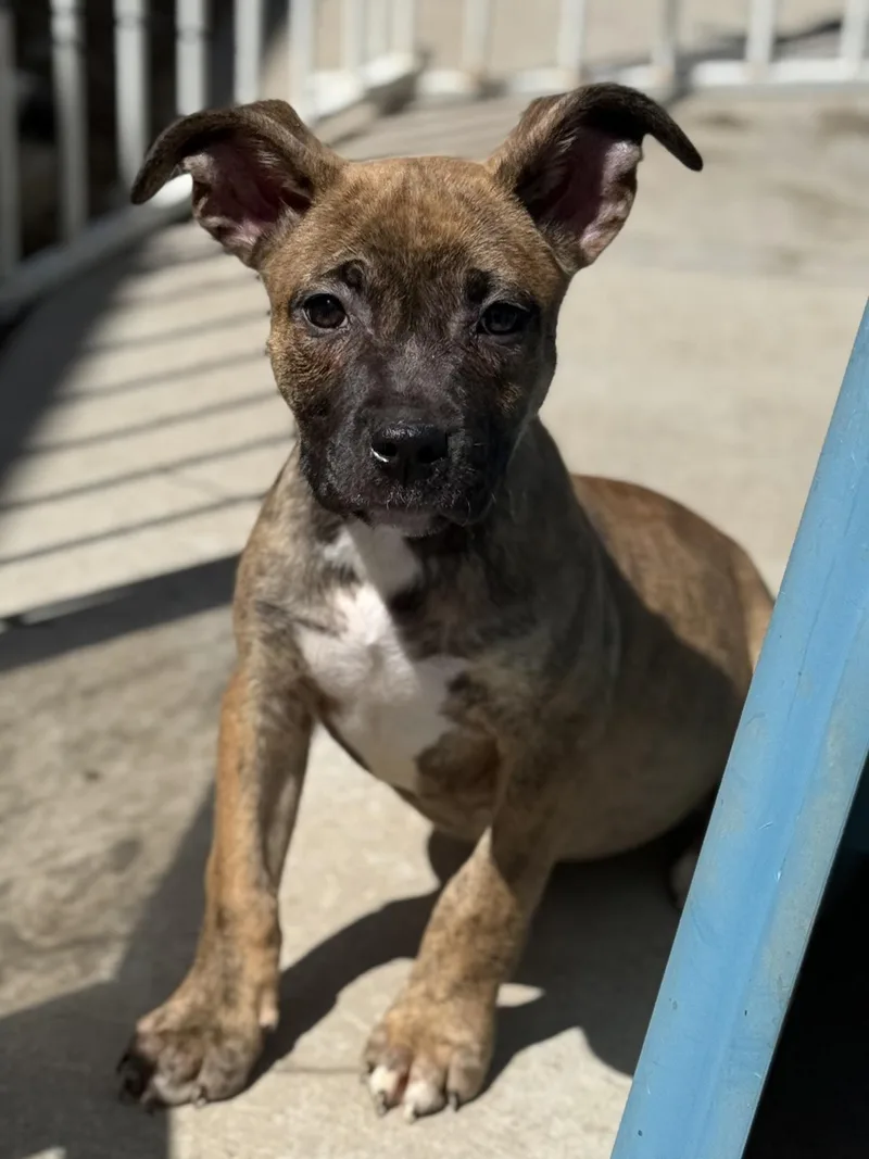 A baby medium-sized female Pit Bull Terrier dog named Daffy for adoption in Hesperia, CA
