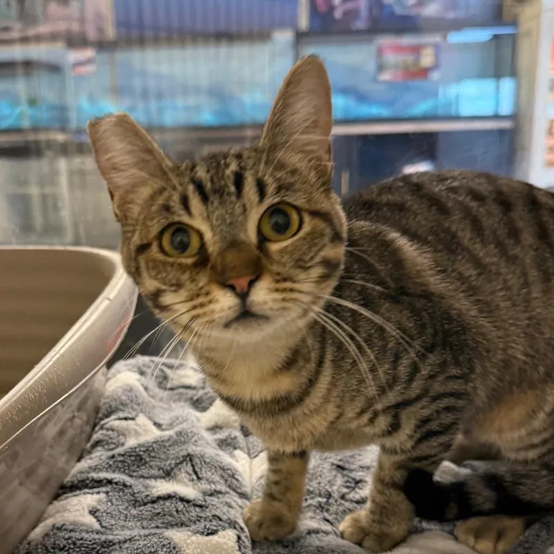 A young small-sized female Brown / Chocolate Domestic Short Hair cat named Hannah for adoption in Hemet, CA