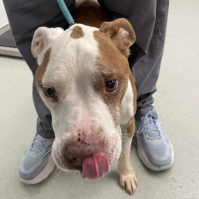 An adult medium-sized male Brown / Chocolate Pit Bull Terrier dog named Lennon for adoption in Abilene, TX